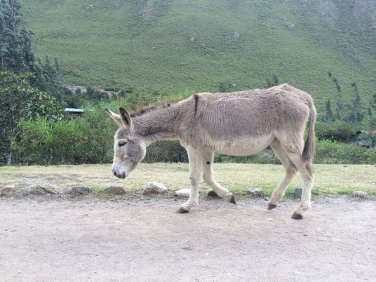 Donkey roaming