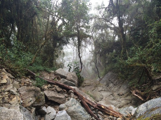 Fog in the rain forest - Inca Trail