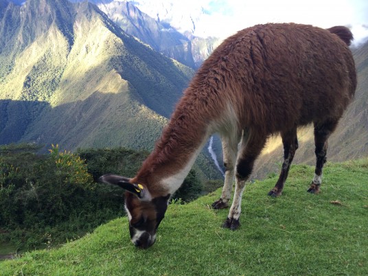 Alpaca times at the Inca trail