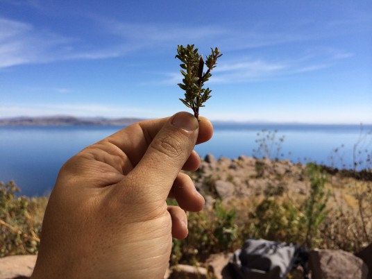 Our lunch location had this spectacular view of Titicaca - That plant was inside our tea