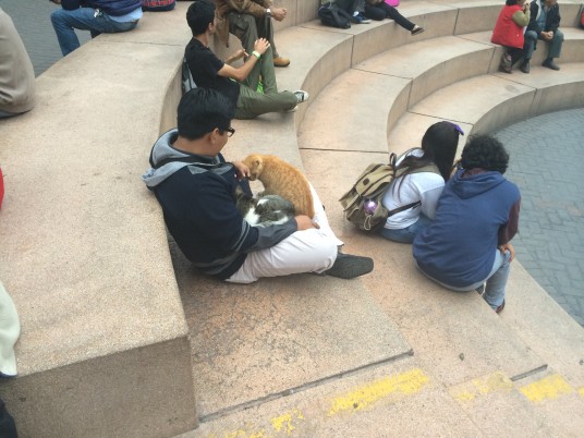 Cats mingling with people at Kennedy Park in Lima
