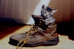 Grumo - The Fluffy Kitty inside a Boot